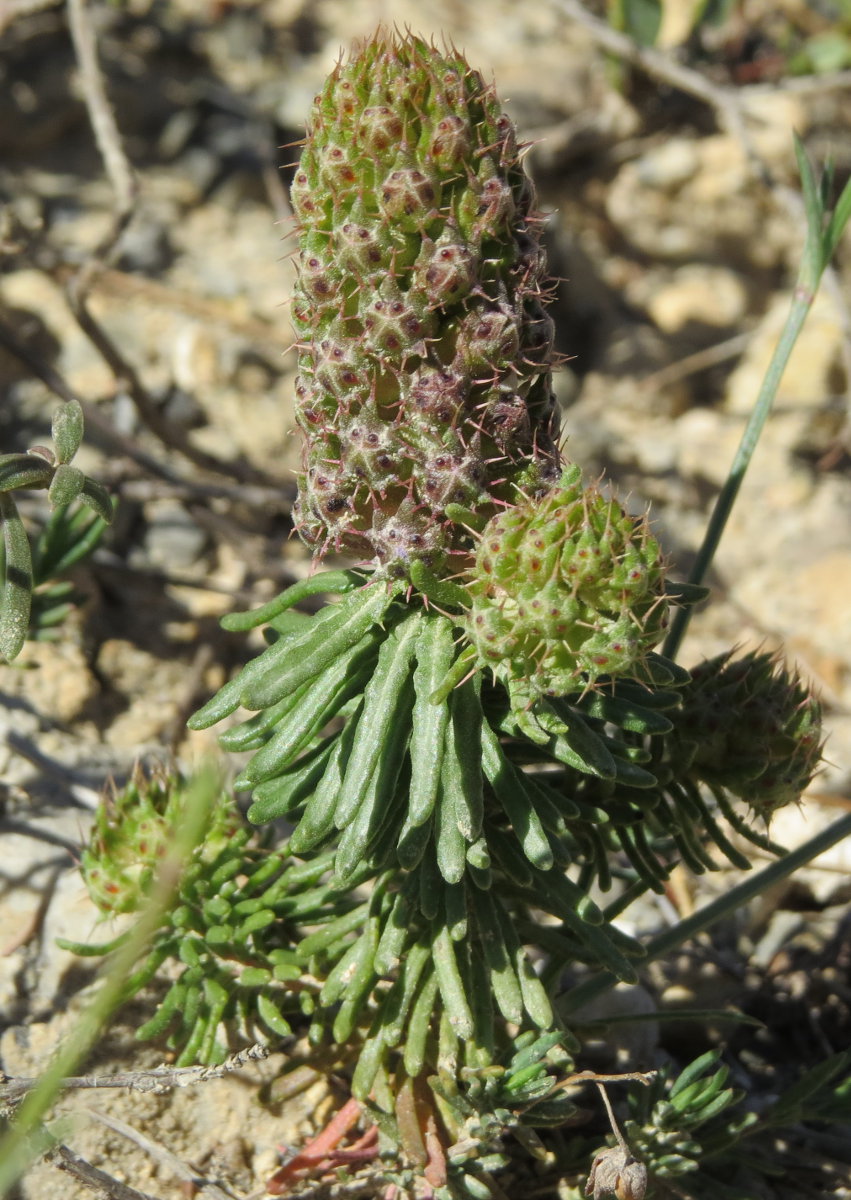 Coris monspeliensis subsp. annua / Coris annua